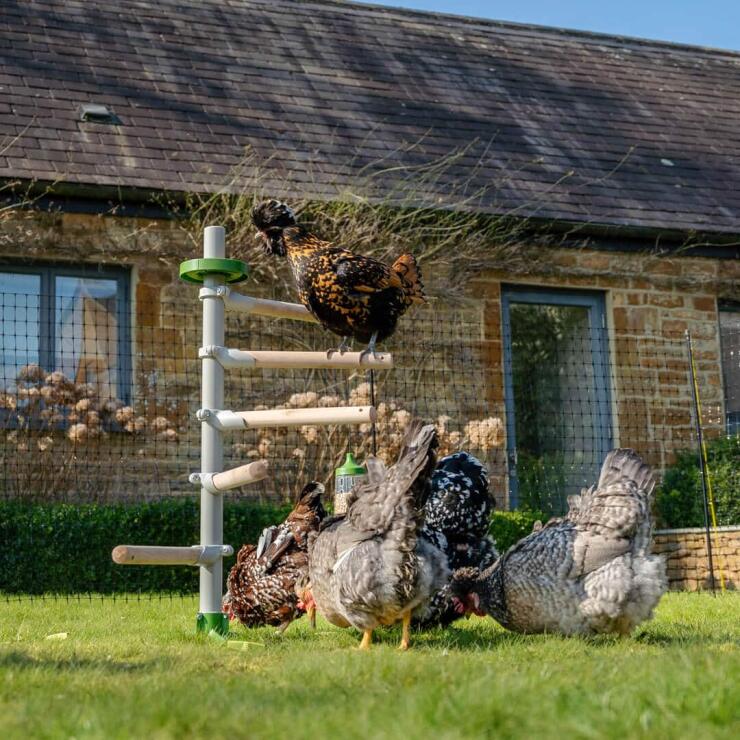 Eine Hühnerschar spielt im Garten mit Hühnerspielzeug und sitzt auf dem freistehenden Hühnerstangensystem