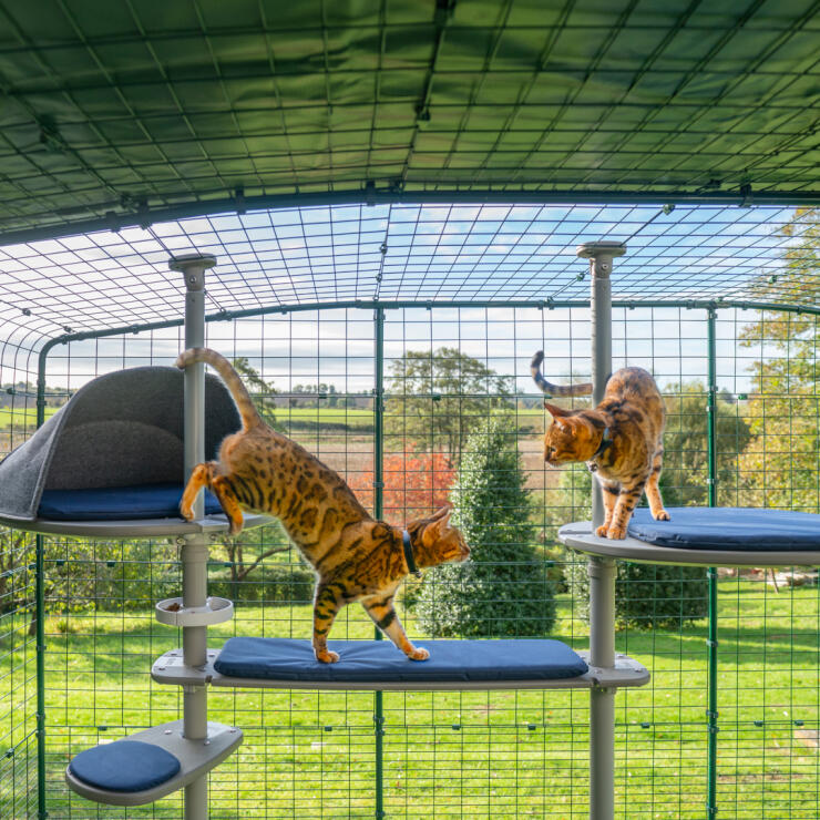 Katte klatrer på Freestyle udendørs kattetræ i en kattegård i haven