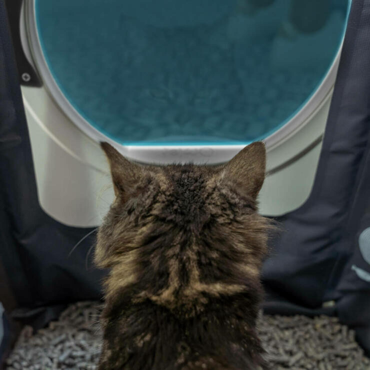 Cat inside Maya Cat Litter Box Furniture with privacy