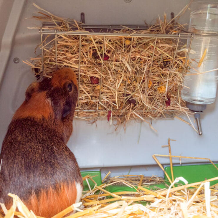Guinea pig eating hay from the eglu go hutch rack