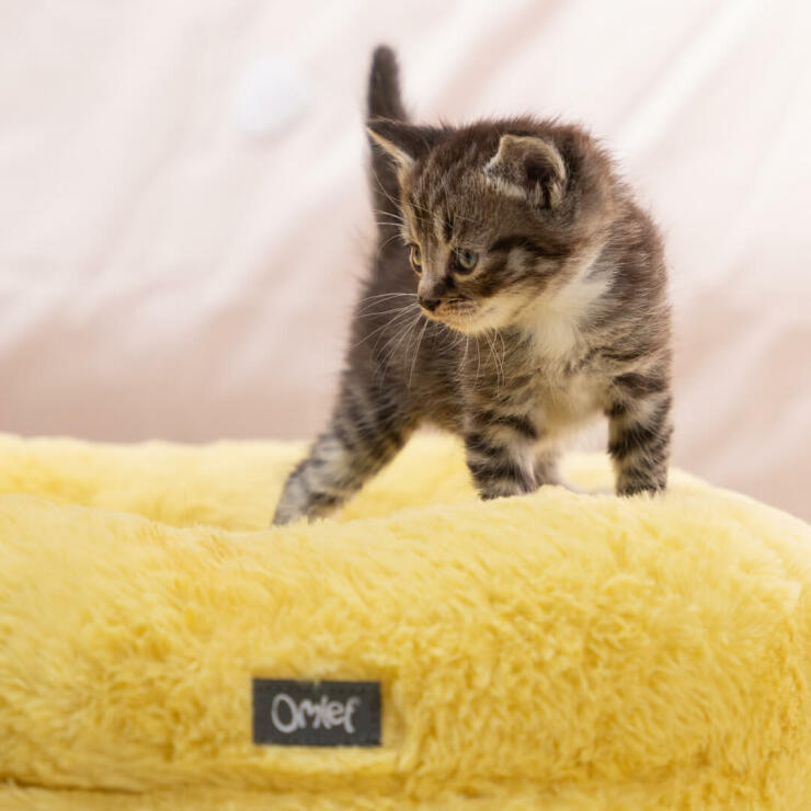gatito en una cama para gatos de color amarillo super suave