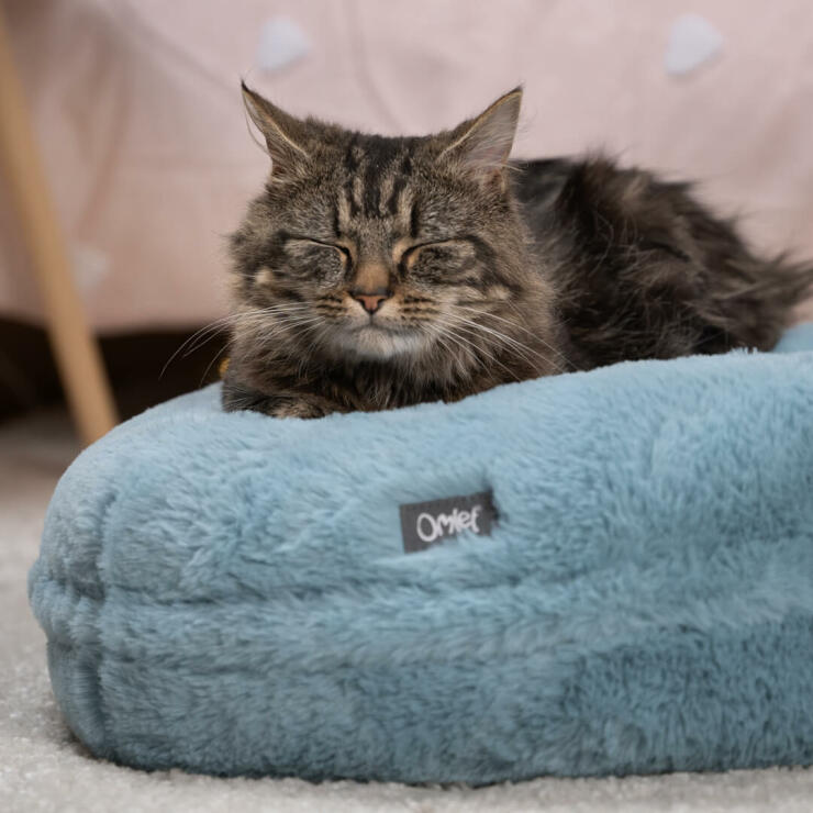 Eine Katze schläft auf einem puderblauen Katzenbett