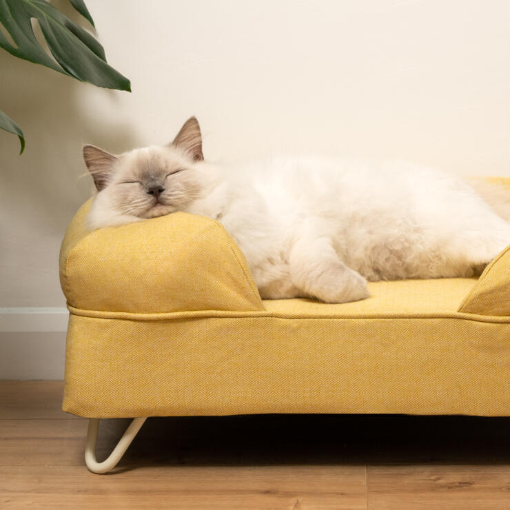 Uroczy, puszysty, biały kot śpiący na łaGodnym, żółtym posłaniu z białymi łapkami z włosia