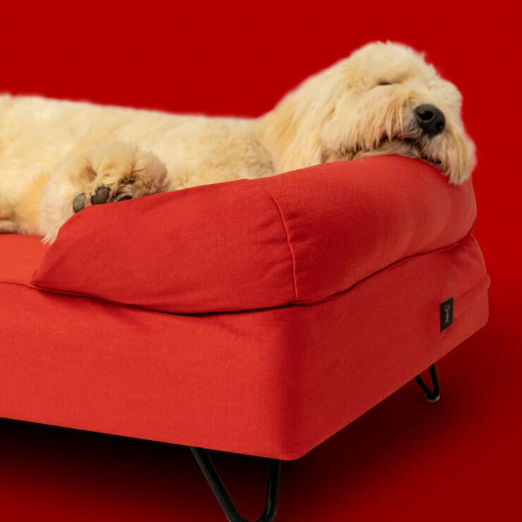 Hund som sover i en stor rød støtteseng