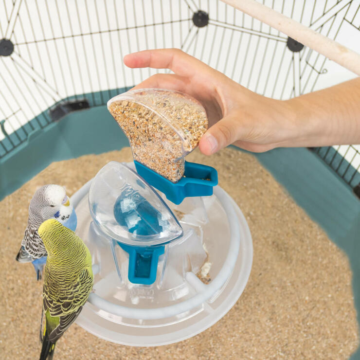 A human placing food inside a geo cage where two budgies sit