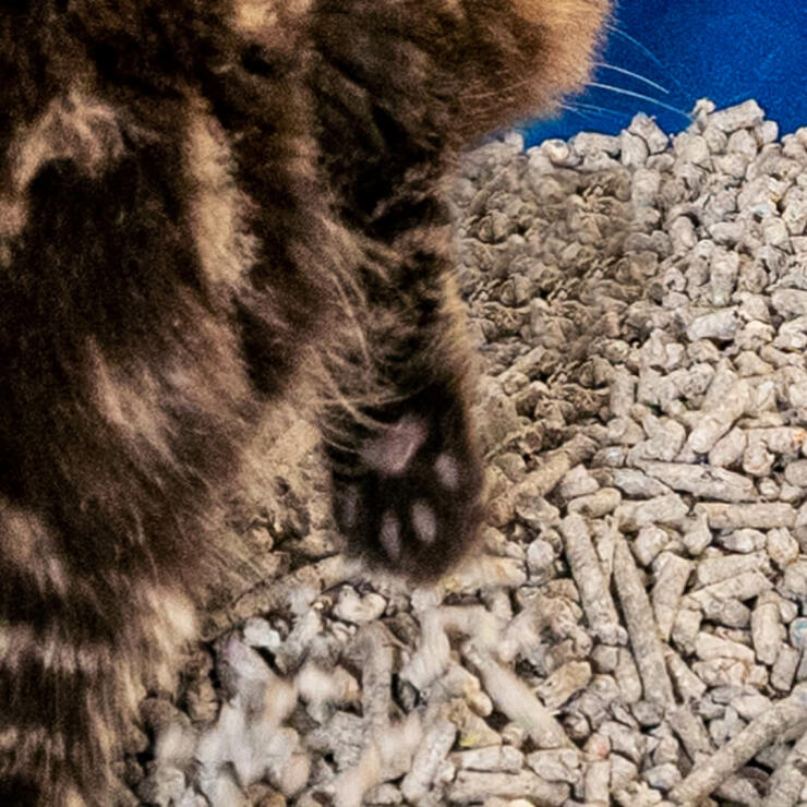 Close-up van katje in kattenbakvulling