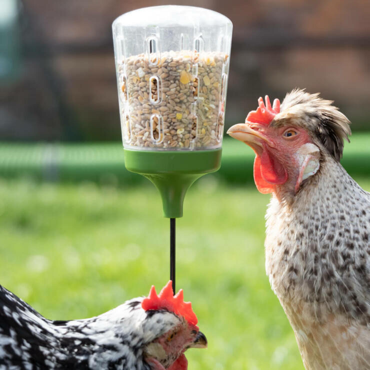 Høns, der leger med og spiser fra Omlets Peck Toy