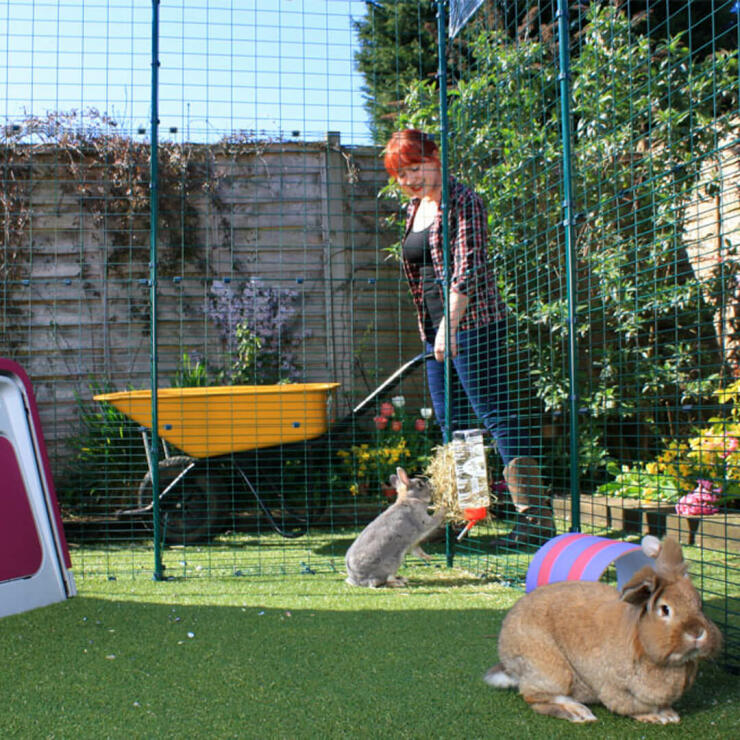 Lady with a wheel barrow outside her Walk in Rabbit Run while her rabbits enjoy being inside it