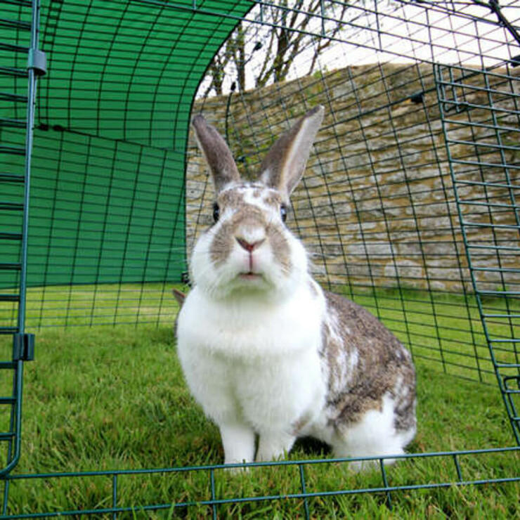 I vostri conigli sono in Gomani sicure e spaziose.