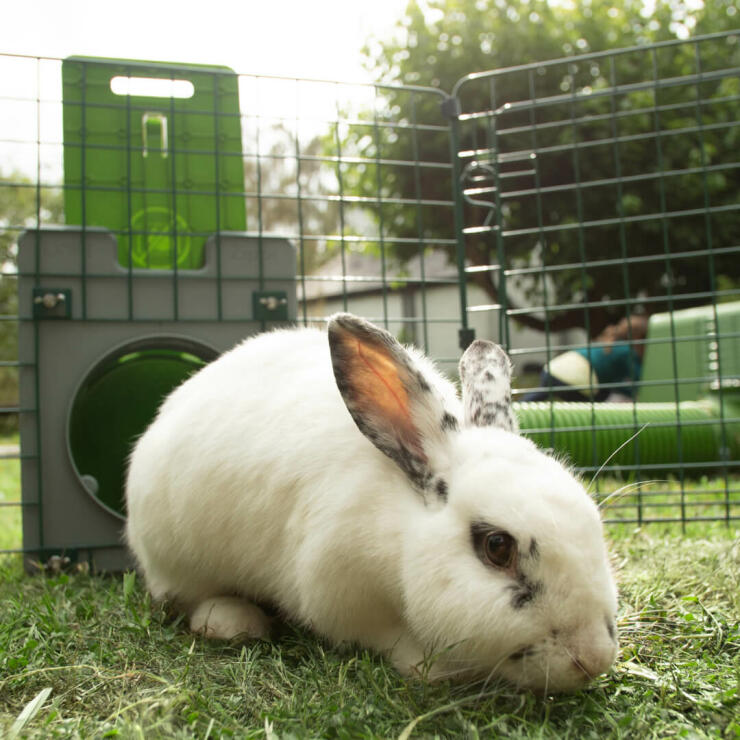 Rabbit in Omlet Zippi rabbit playpen with Omlet Zippi tunnel