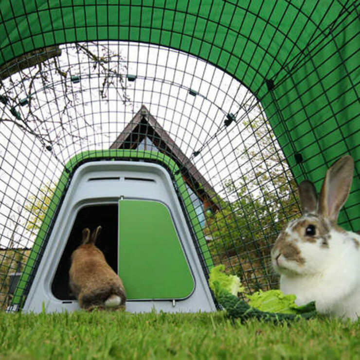 Rabbits can hop in and out of their hutch as they please!