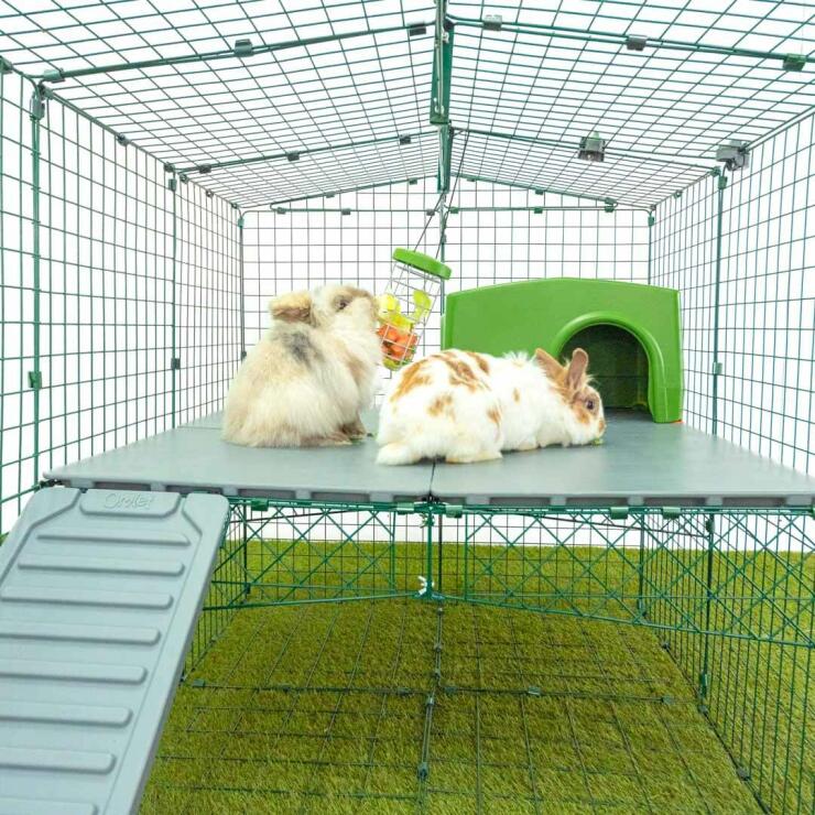 rabbits playing in the rabbit platforms for outdoor runs