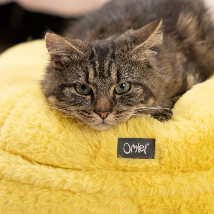 Eine Katze ruht sich auf dem Bett in Butterblumengelb aus