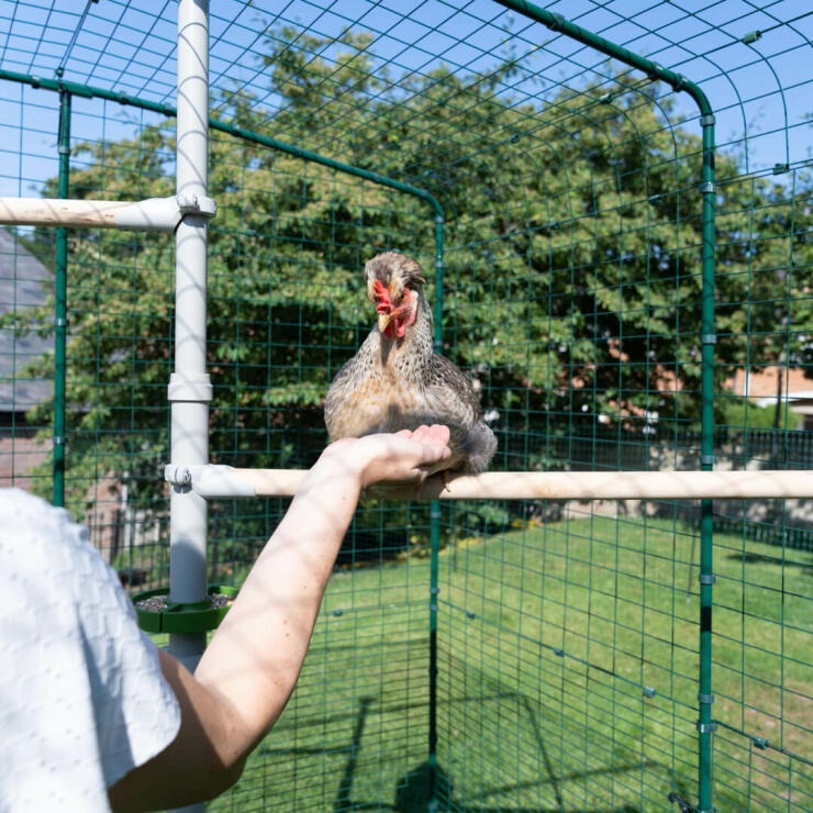 Una donna carezza la sua gallina all'interno del recinto walk in