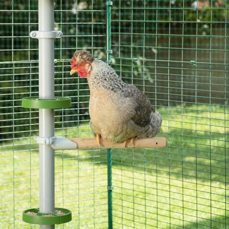 Kylling sidder på en siddepind på Poletree i en hønsegård