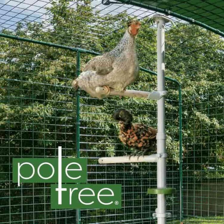 Poletree Hero image with two chickens sitting on perches on the Poletree