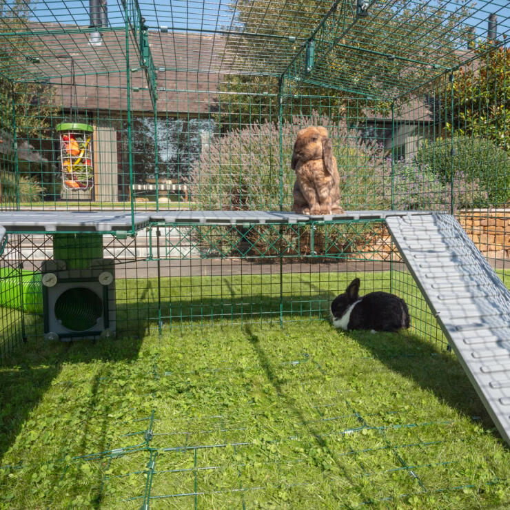 Two rabbits in Omlet Zippi Rabbit Playpen with Zippi Platforms