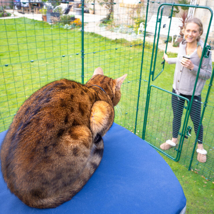 Kat zittend op Omlet stoffen kattenplank in Omlet outdoor catio ren
