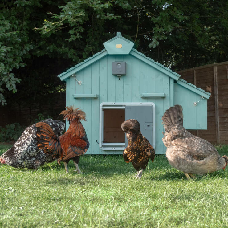 Lenham hønsehuset leveres ubehandlet så du kan male træhuset i en farve efter eget valg. Du kan også skræddersy dit hønsehus med Omlets automatiske hønselem, som er let at montere og gør livet meget nemmere!