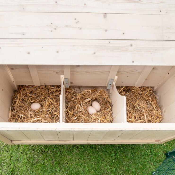 I box nido sul lato del pollaio si adattano a galline di tutte le taglie, così da poter deporre in pace le uova.