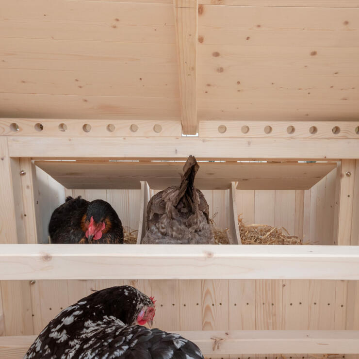 Kyllinger inne i hønsegård i tre