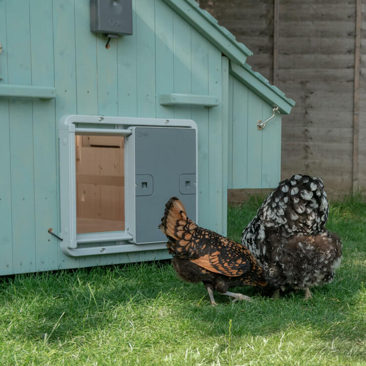 The Omlet Autodoor will let your chickens out in the morning and close behind them at night, and it can easily be attached to the Lenham.