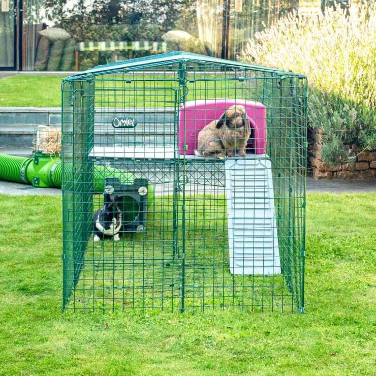 Conigli in giardino nel recinto zippi
