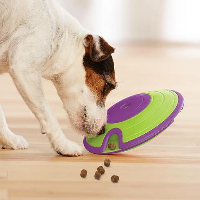 Dog using nose to get treats out of Treat Saucer