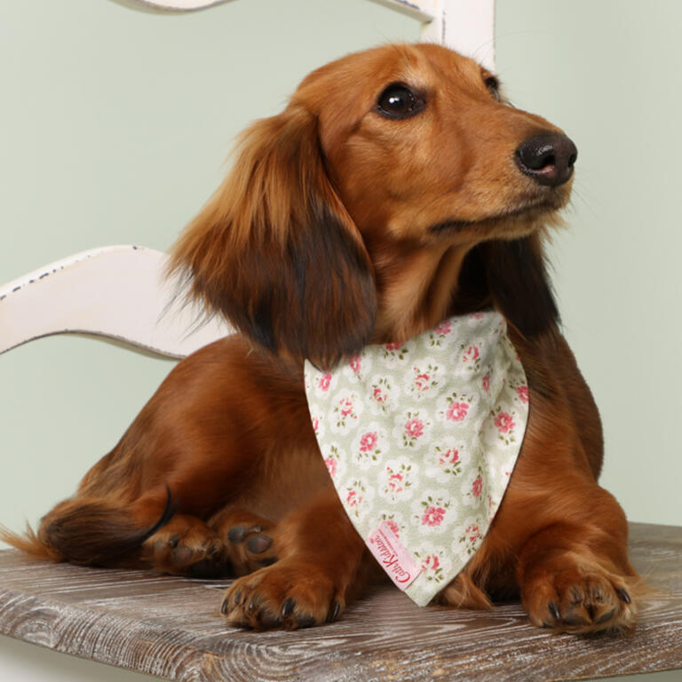 Dog sat on a chair in a floral printed cath kidston bandana