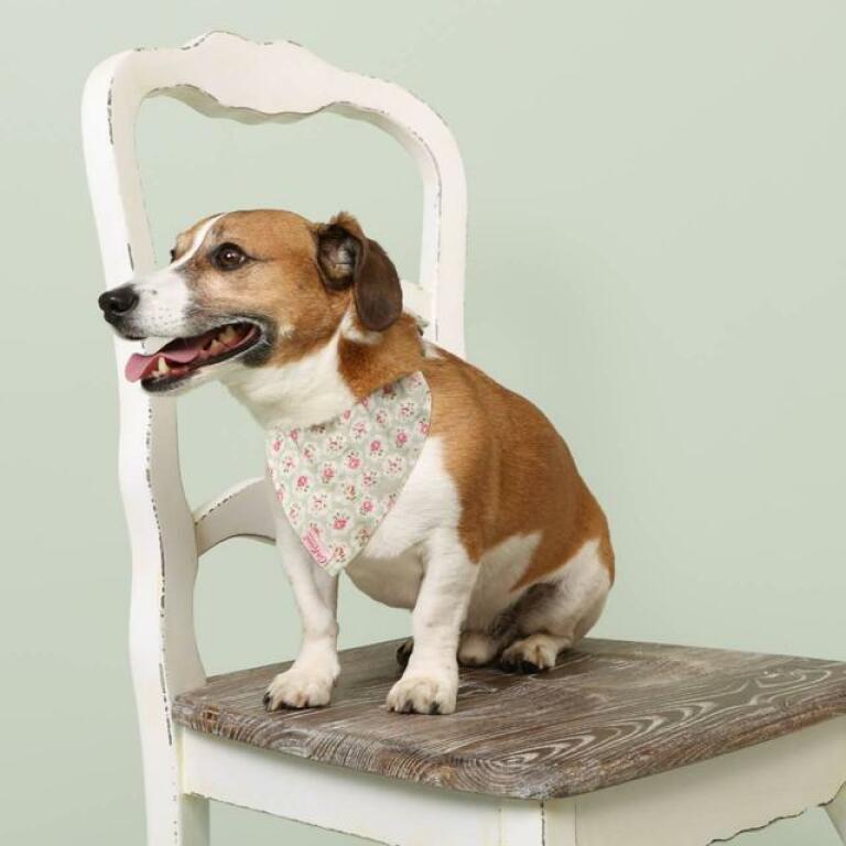 En hund med et cath kidston blomstret bandana på sad på en stol