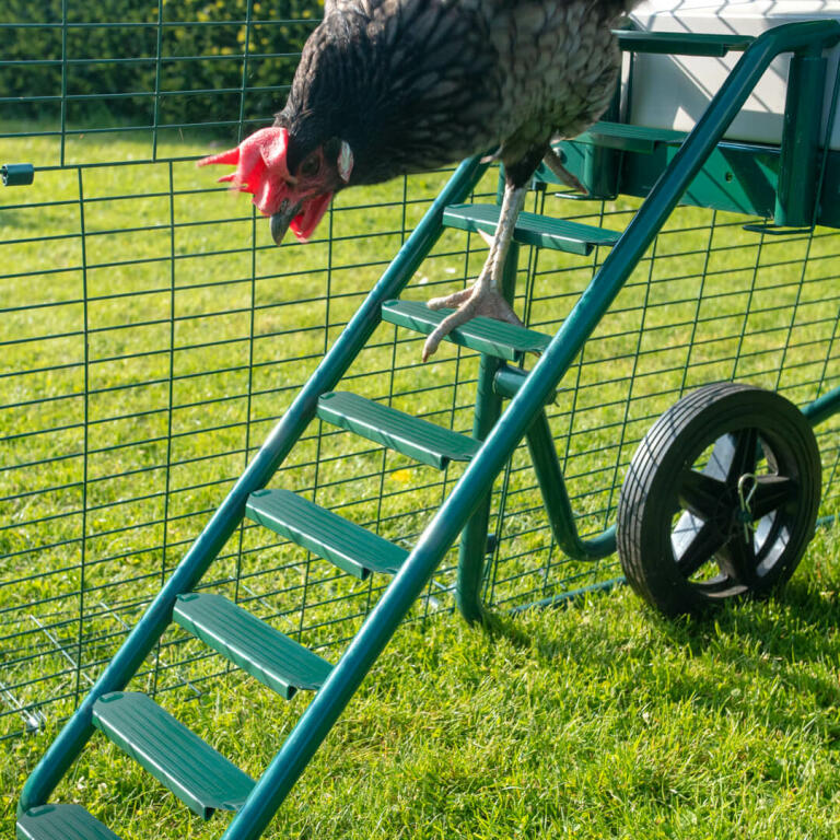 Kylling klatring ned Omlet Eglu Cube hønsegård og kjøre stige