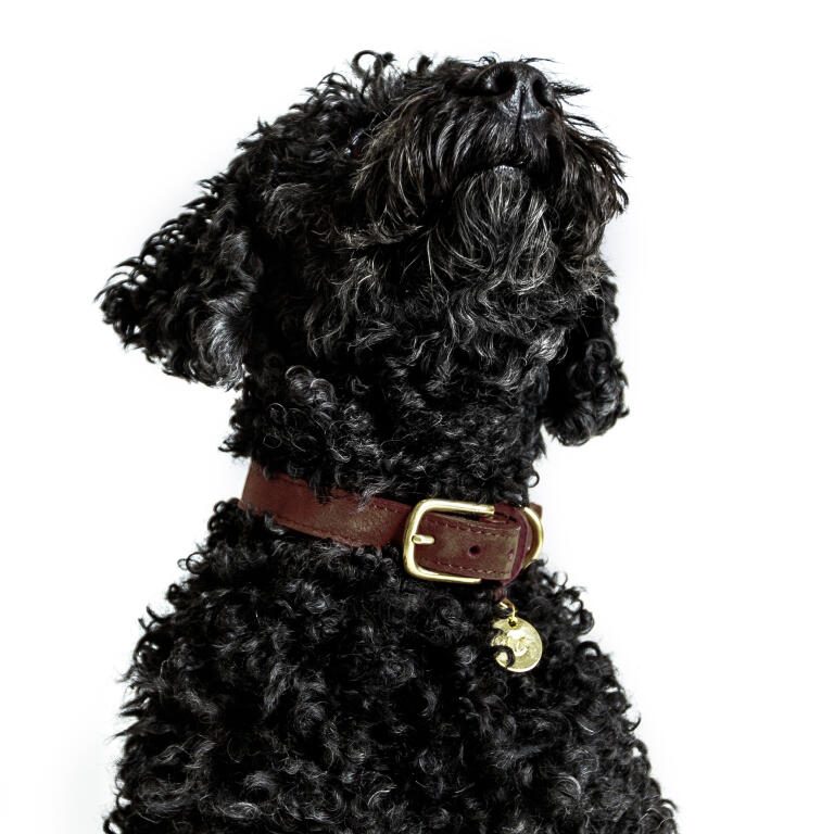Cloud7 Leather Dog Collar Luxury Mocca