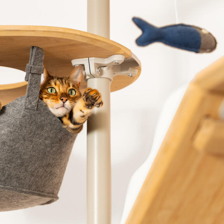 Kot siedzący w hamaku Omlet drzewko dla kotów od podłogi do sufitu bawiący się zabawką z rybkami