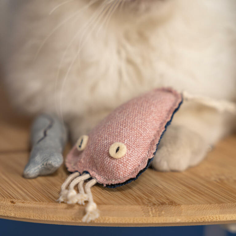 Nærbillede af Omlet kattelegetøjsmane med hvid kat