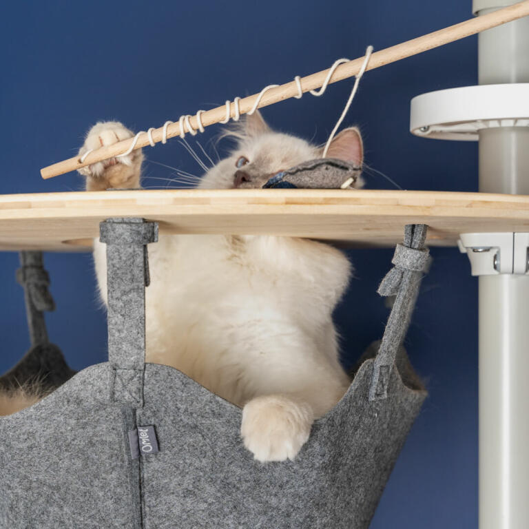 Witte kat speelt met vis speeltje in de Omlet Freestyle vloer tot plafond kattenboom hangmat