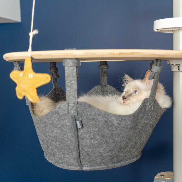 Biały kot siedzący w hamaku Omlet Freestyle drzewo kotów od podłogi do sufitu oglądanie Omlet zabawka dla kota rozgwiazda