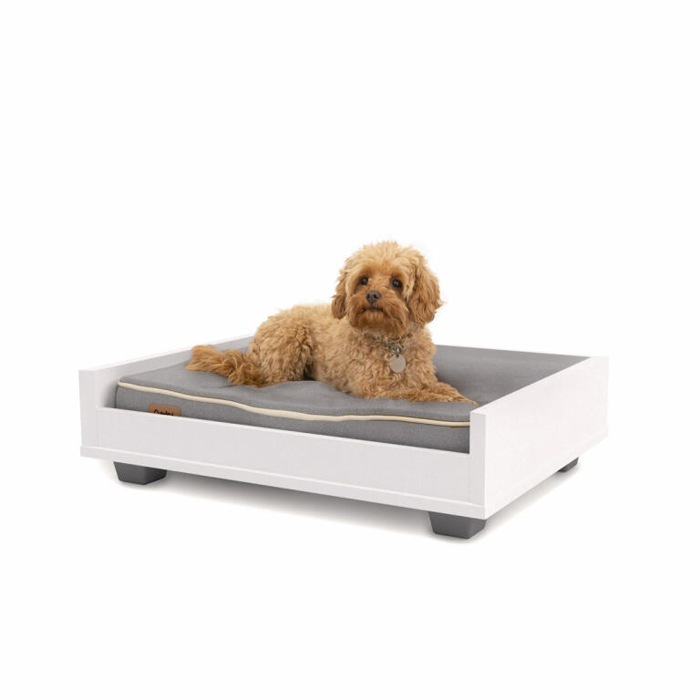 Un pequeño perro marrón en un sofá-cama gris y blanco Omlet 