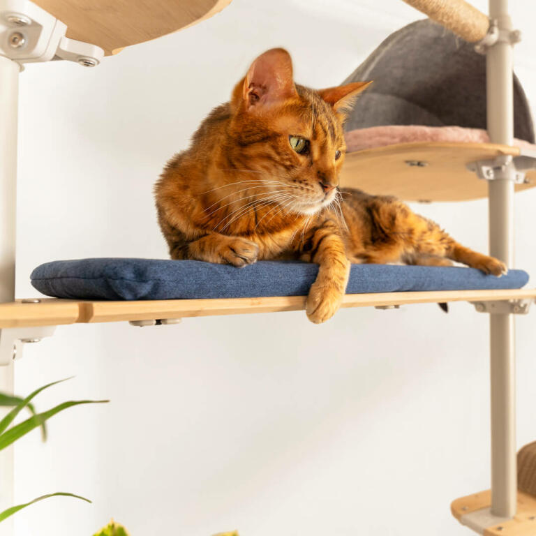 Kat liggend op geweven blauw kussen van Freestyle vloer tot plafond kattenboom