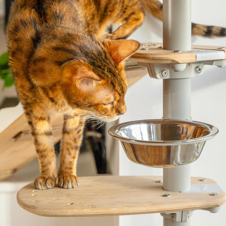 Cat investigating treat bowl on Freestyle Indoor Floor To Ceiling Cat Tree