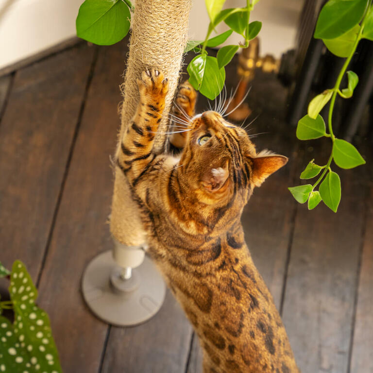 Cat Scratching Sisal of Freestyle Indoor Cat Tree