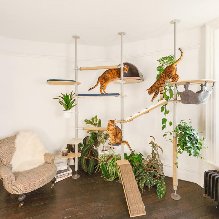 Spelende katten in de aanpasbare indoor Freestyle hoge kattenboom