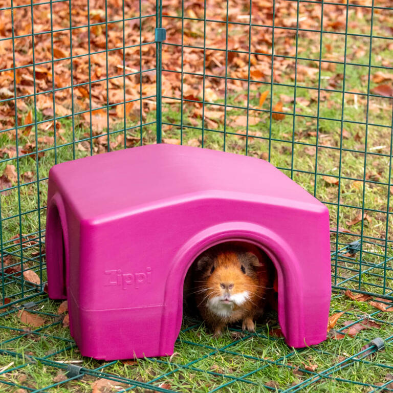 A brown guinea pig in a shelter inside an animal run