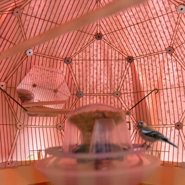 Model ptaka siedząceGo na karmniku w różowej klatce z lusterkiem