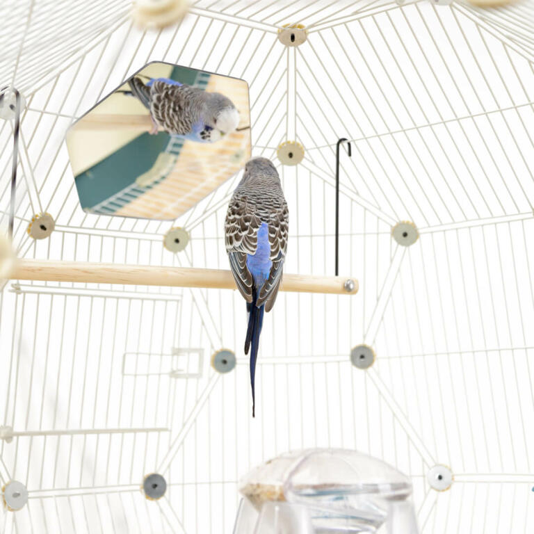 Un pappagallino che guarda lo specchio mentre è seduto su un palo all'interno della gabbia per uccelli Geo 