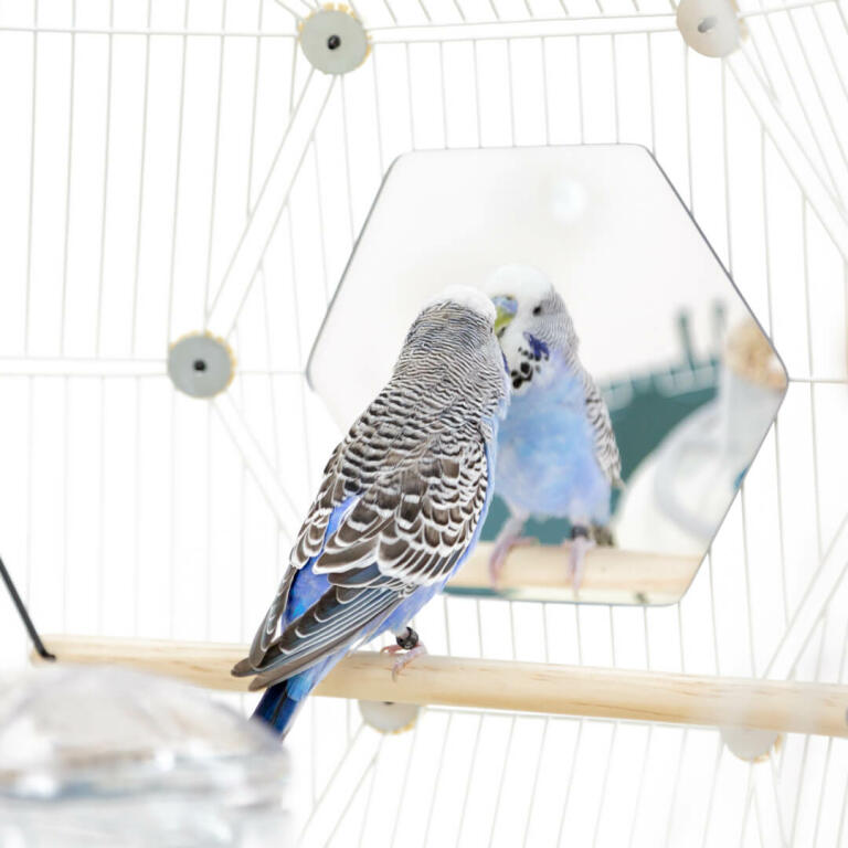 A budgie looking at a mirror whiles sitting on a pole inside the geo bird cage