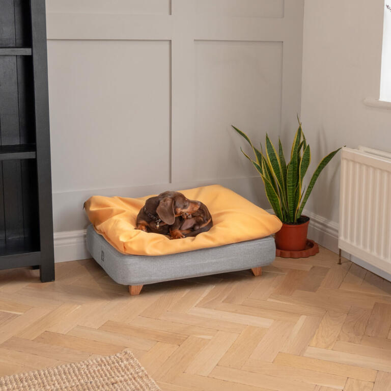 Jamnik leżący na Omlet Topology leGowisko dla psa z poduszką i kwadratowymi drewnianymi łapami