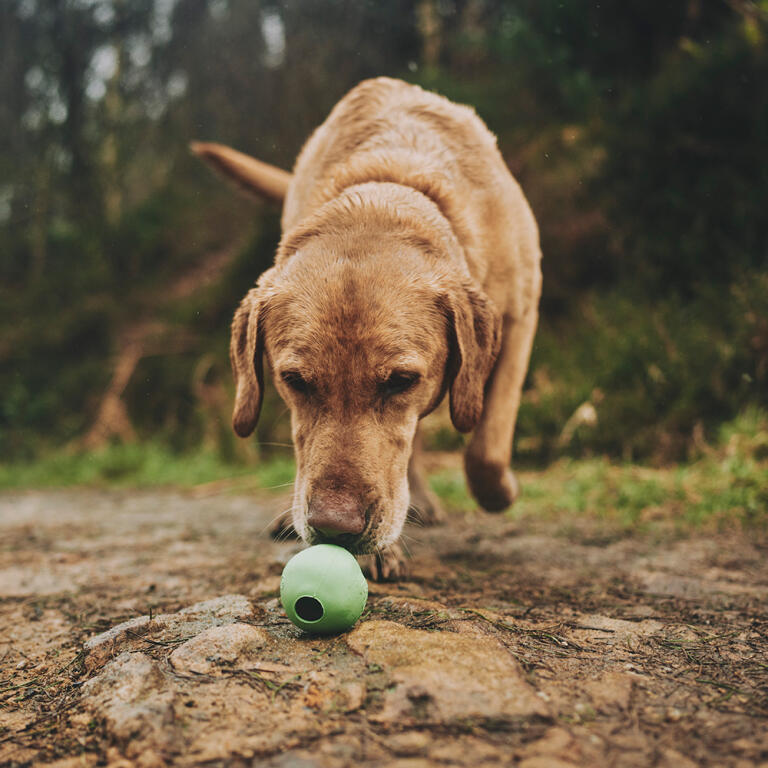 Dog sniffing Green Rubber Ball