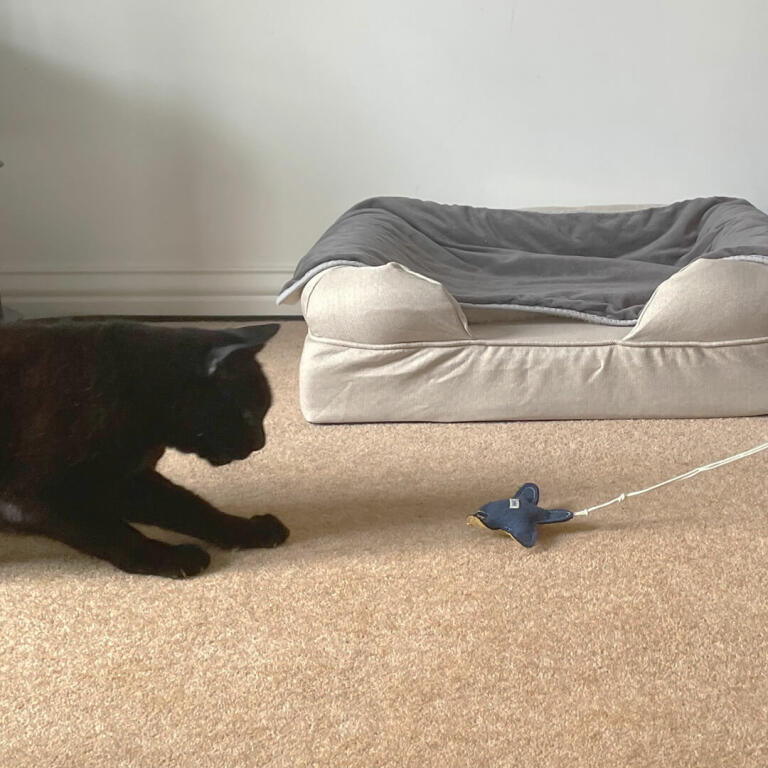 Czarny kot bawiący się rozgwiazdą zabawka dla kota
