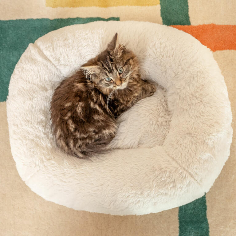 Den lilla kattungen Georgie väger bara 1kg och älskar den mysiga donut-formade kudden.