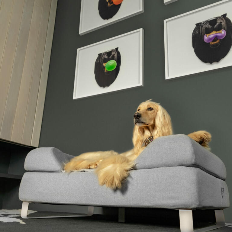 Hond liggend op Omlet Topology hondenbed met bolster bed topper en witte haarspeld voeten